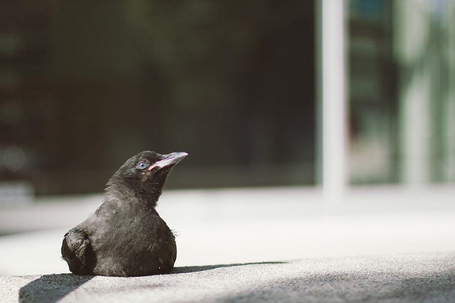Baby Raven Vancouver