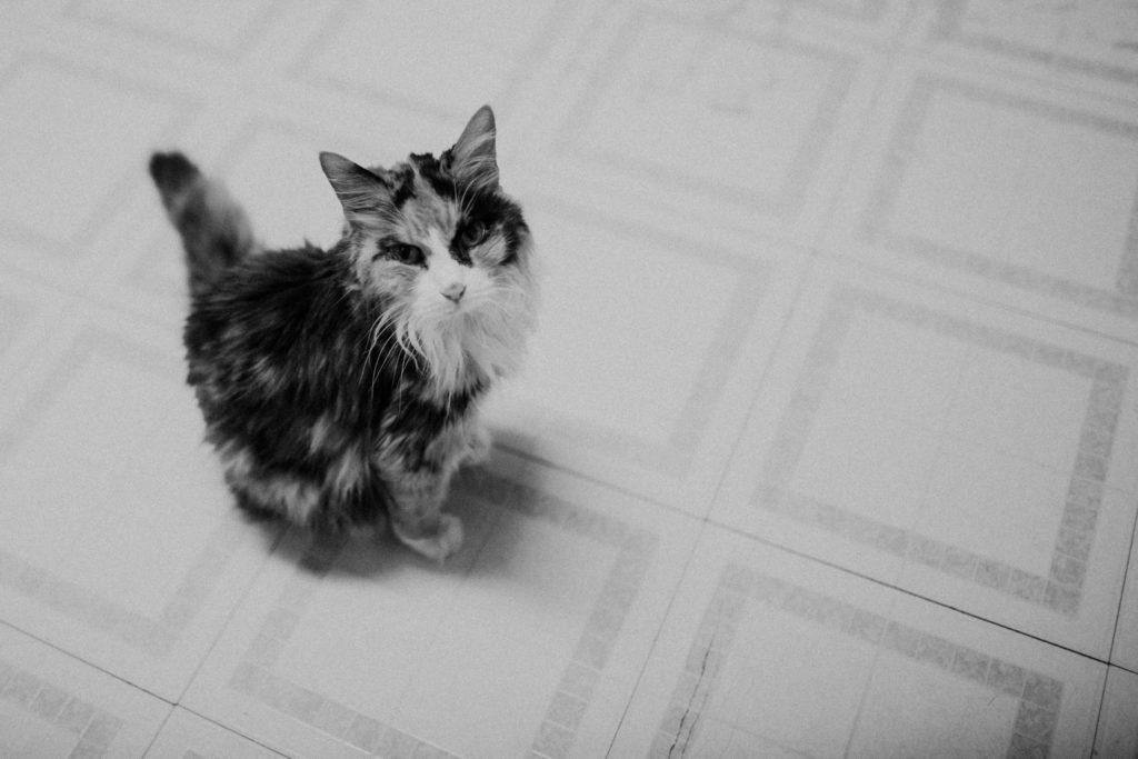 pet photographer minnesota cat sophia lookslikefilm 16