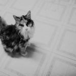 pet photographer minnesota cat sophia lookslikefilm 16